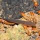 Termites leaving their mound.